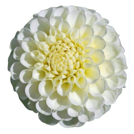 Dahlia Pompon Snowflake / Dália (LA)