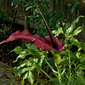 Dracunculus vulgaris mélybíbor virág