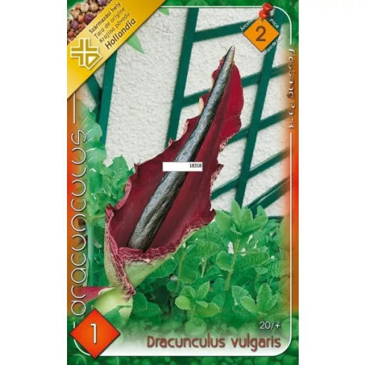 Dracunculus vulgaris mélybíbor virág