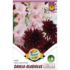   Duo – Dahlia Dark red & Gladiolus Pink / Dália – Kardvirág duó 6 db