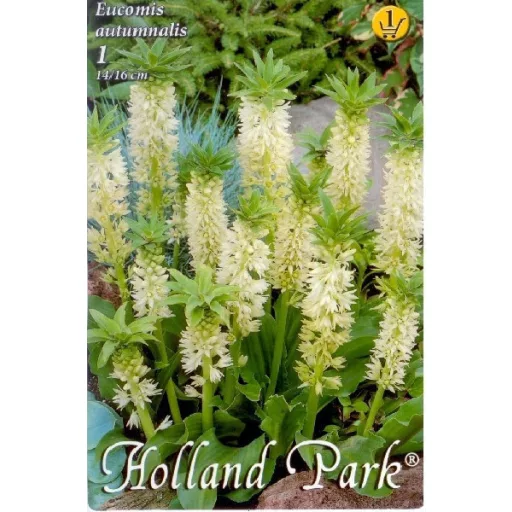 Eucomis autumnalis fehér ananászvirág