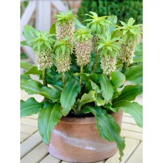 Eucomis bicolor kétszínű ananászvirág