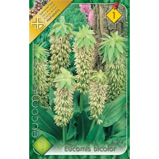 Eucomis bicolor kétszínű ananászvirág