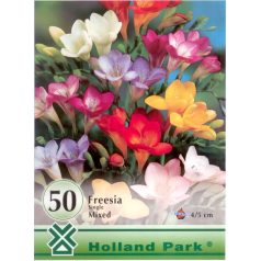   Freesia Single Mixed / Frézia egyszerű virágú színkeverék 50 db (LA)