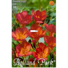   Freesia Single Red / Frézia egyszerű virágú piros 10 db (LA)