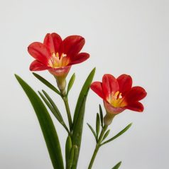   Freesia Single Red / Frézia egyszerű virágú piros 10 db (LA)