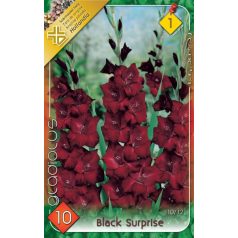 Gladiolus Black Surprise / Kardvirág