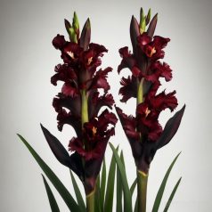 Gladiolus Black Surprise / Kardvirág (LA)