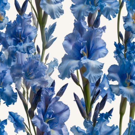 Gladiolus Blue Isle / Kardvirág (LA)