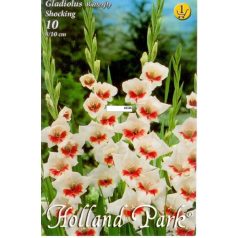 Gladiolus Butterfly Shocking / Kardvirág