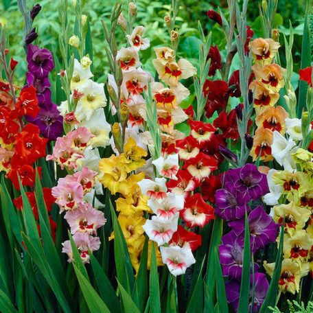 Gladiolus Butterfly színkeverék / Kardvirág (LA)