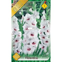 Gladiolus Fiorentina / Kardvirág