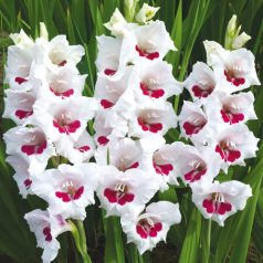 Gladiolus Fiorentina / Kardvirág (LA)