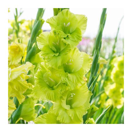 Gladiolus Green Star / Kardvirág 8 db (LA)