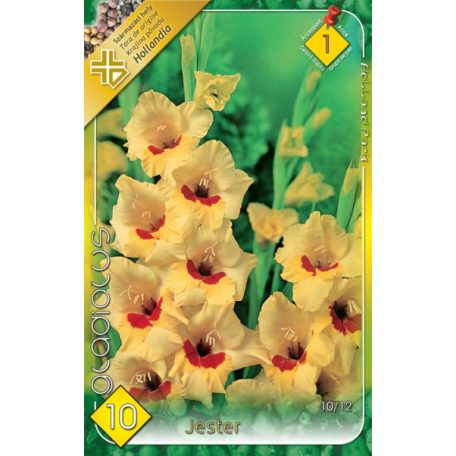 Gladiolus Jester / Kardvirág