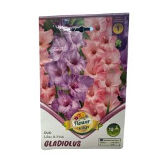   Gladiolus Lilac-Pink duo / Kardvirág lila-rózsaszín duo 10 db
