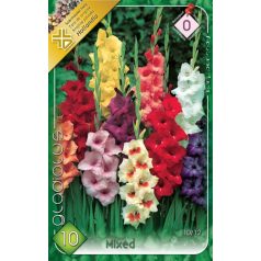 Gladiolus mixed / Kardvirág színkeverék 10 db (LA)