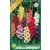 Gladiolus mixed / Kardvirág színkeverék 10 db