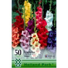 Gladiolus mixed / Kardvirág színkeverék 50 db