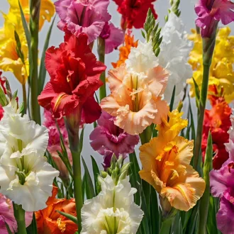 Gladiolus mixed vegyes színes kardvirágok tömeges