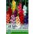 Gladiolus mixed / Kardvirág színkeverék 50 db