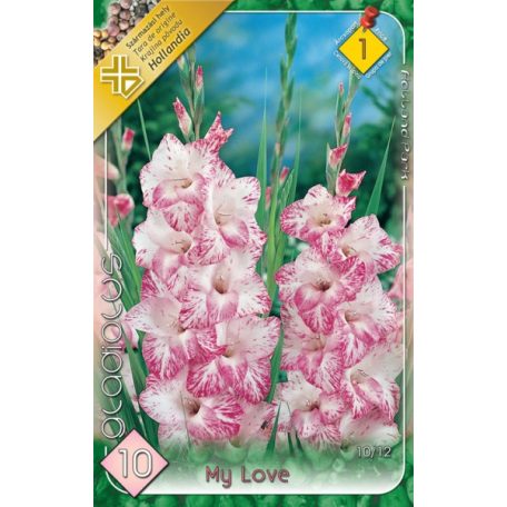 Gladiolus My Love / Kardvirág