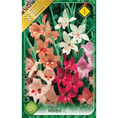 Gladiolus nanus Törpe színkeverék / Kardvirág