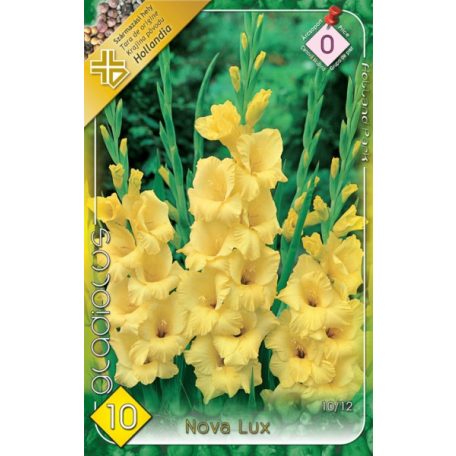 Gladiolus Nova Lux / Kardvirág (LA)