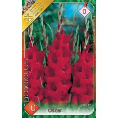 Gladiolus Oscar / Kardvirág