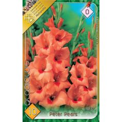 Gladiolus Peter Pears / Kardvirág