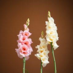   Gladiolus Pink-White duo / Kardvirág Rózsaszín-Fehér 10db (LA)