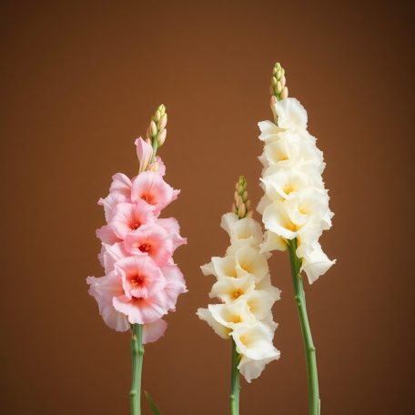 Gladiolus Pink-White duo / Kardvirág Rózsaszín-Fehér 10db (LA)