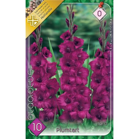 Gladiolus Plumtart / Kardvirág