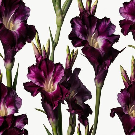 Gladiolus Plumtart / Kardvirág (LA)