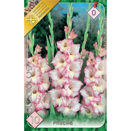 Gladiolus Priscilla / Kardvirág