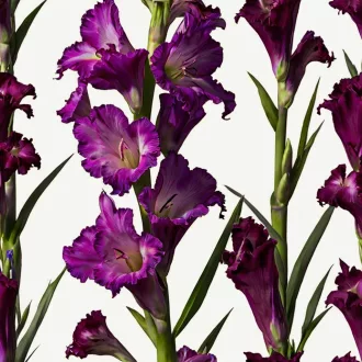 Gladiolus Purple Flora mélylila kardvirág virág