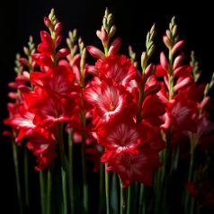 Gladiolus red / Kardvirág piros 50 db (LA)