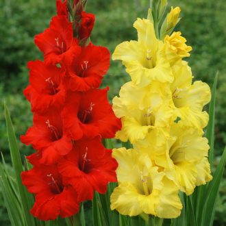 Gladiolus Red-Yellow piros és sárga kardvirágok