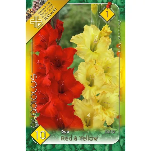 Gladiolus Red-Yellow piros és sárga kardvirágok
