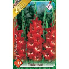Gladiolus Traderhorn / Kardvirág
