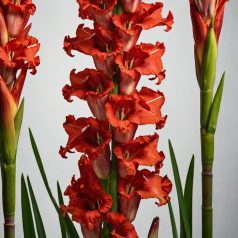 Gladiolus Traderhorn / Kardvirág (LA)