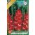 Gladiolus Traderhorn / Kardvirág