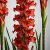 Gladiolus Traderhorn / Kardvirág (LA)