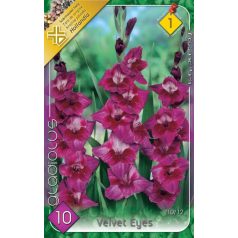 Gladiolus Velvet Eyes / Kardvirág