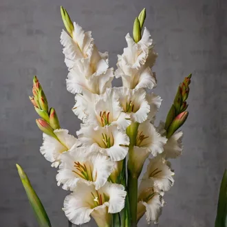 Gladiolus white fehér kardvirág virágok tömeges