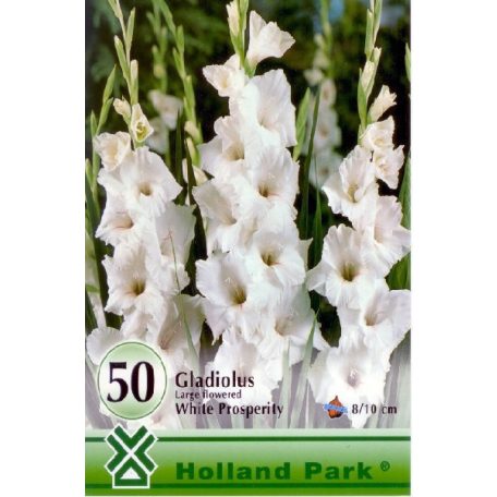Gladiolus white / Kardvirág fehér 50db