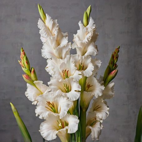 Gladiolus white / Kardvirág fehér 50db (LA)