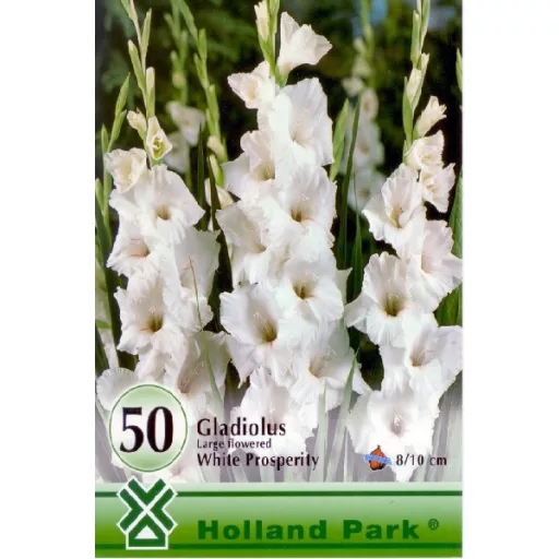 Gladiolus white fehér kardvirág virágok tömeges