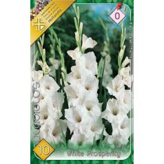 Gladiolus White Prosperity / Kardvirág