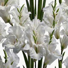 Gladiolus White Prosperity / Kardvirág (LA)